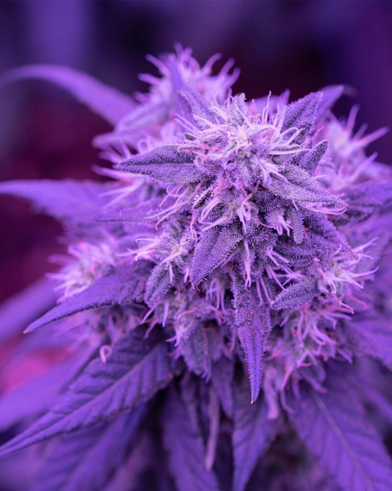 Cannabis Bud Under Purple Grow Light