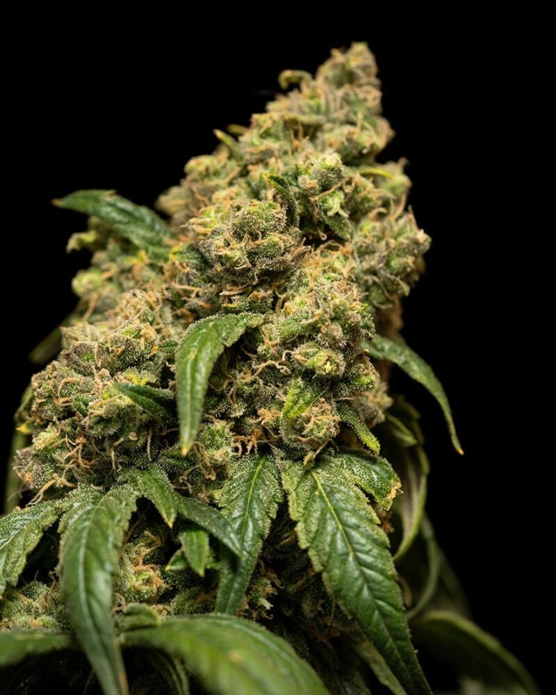 Cannabis Ready to Harvest